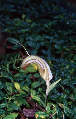 APII jpeg image of Pterostylis truncata  © contact APII