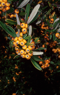 APII jpeg image of Pyracantha angustifolia  © contact APII