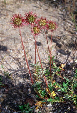 APII jpeg image of Acaena novae-zelandiae  © contact APII