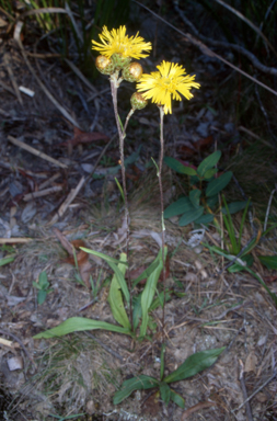 APII jpeg image of Podolepis hieracioides  © contact APII