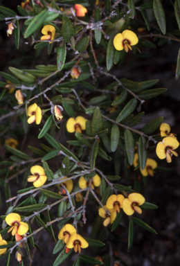 APII jpeg image of Bossiaea kiamensis  © contact APII