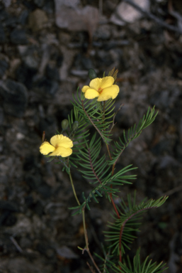 APII jpeg image of Gompholobium pinnatum  © contact APII