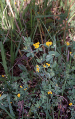 APII jpeg image of Lotus subbiflorus  © contact APII