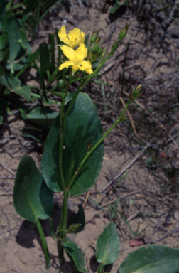 APII jpeg image of Liparophyllum exaltatum  © contact APII