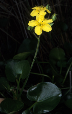 APII jpeg image of Ornduffia reniformis  © contact APII