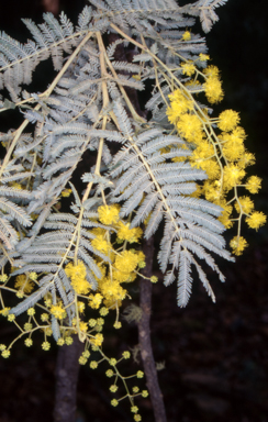 APII jpeg image of Acacia dealbata subsp. subalpina  © contact APII