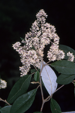 APII jpeg image of Pomaderris discolor  © contact APII