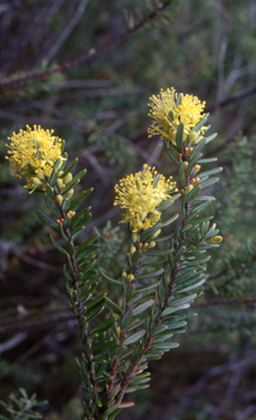APII jpeg image of Leionema phylicifolium  © contact APII