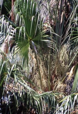 APII jpeg image of Livistona australis  © contact APII