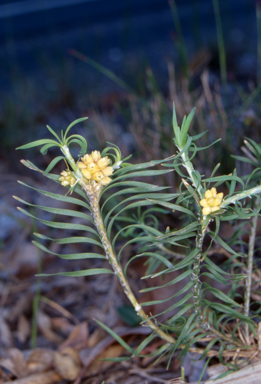 APII jpeg image of Lomandra obliqua  © contact APII