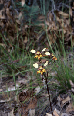 APII jpeg image of Diuris maculata  © contact APII