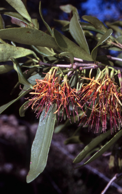 APII jpeg image of Amyema congener subsp. congener  © contact APII