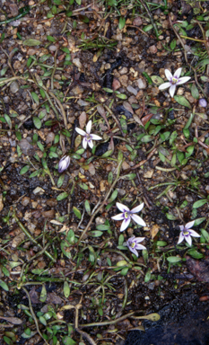 APII jpeg image of Isotoma fluviatilis subsp. australis  © contact APII