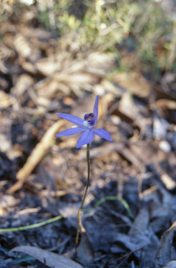 APII jpeg image of Cyanicula caerulea  © contact APII