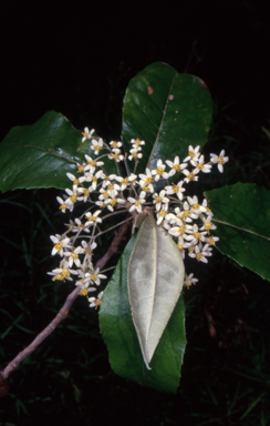 APII jpeg image of Olearia argophylla  © contact APII