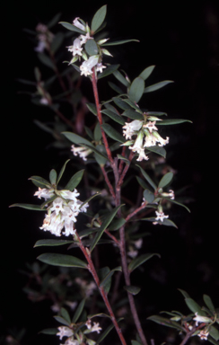 APII jpeg image of Leucopogon gelidus  © contact APII