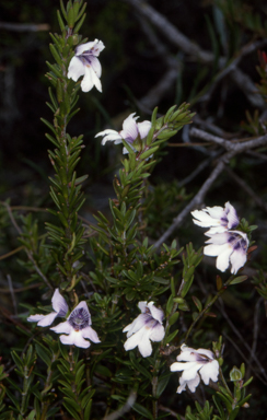 APII jpeg image of Prostanthera saxicola var. montana  © contact APII