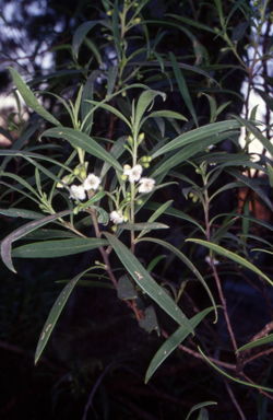 APII jpeg image of Myoporum montanum  © contact APII
