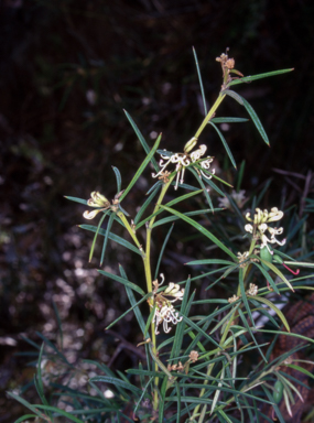 APII jpeg image of Grevillea patulifolia  © contact APII