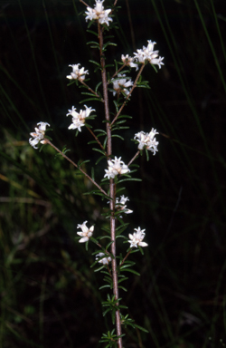 APII jpeg image of Cryptandra ericoides  © contact APII