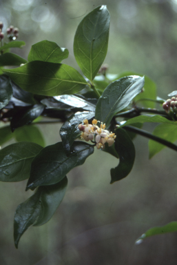 APII jpeg image of Morinda jasminoides  © contact APII
