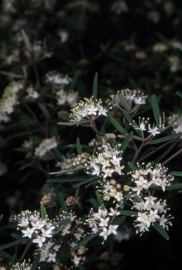 APII jpeg image of Phebalium squamulosum subsp. squamulosum  © contact APII