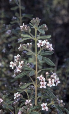 APII jpeg image of Zieria cytisoides  © contact APII