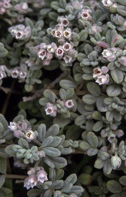 APII jpeg image of Zieria littoralis  © contact APII