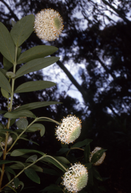 APII jpeg image of Pimelea ligustrina subsp. hypericina  © contact APII