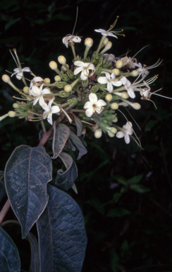 APII jpeg image of Clerodendrum tomentosum  © contact APII