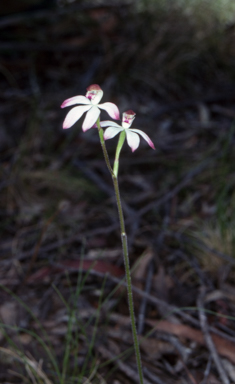 APII jpeg image of Caladenia gracilis  © contact APII