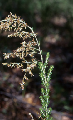 APII jpeg image of Cassinia arcuata  © contact APII