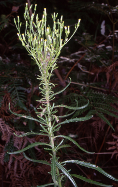 APII jpeg image of Senecio diaschides  © contact APII
