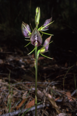APII jpeg image of Cryptostylis erecta  © contact APII