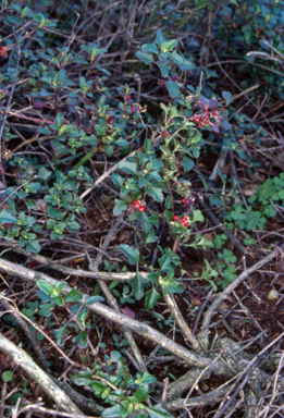 APII jpeg image of Einadia hastata  © contact APII