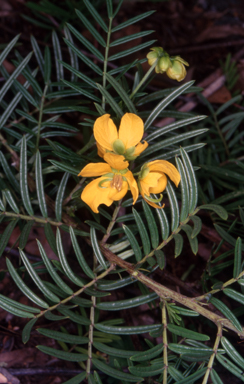 APII jpeg image of Senna aciphylla  © contact APII