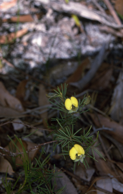 APII jpeg image of Gompholobium glabratum  © contact APII
