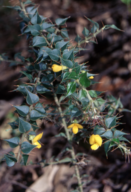 APII jpeg image of Podolobium aciculiferum  © contact APII