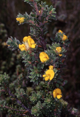 APII jpeg image of Pultenaea tuberculata  © contact APII