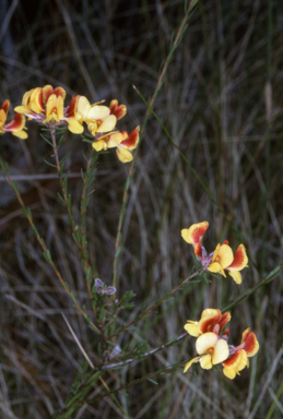 APII jpeg image of Almaleea subumbellata  © contact APII