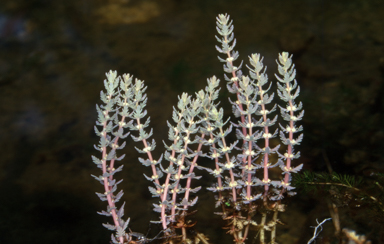 APII jpeg image of Myriophyllum verrucosum  © contact APII