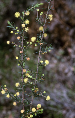 APII jpeg image of Acacia aculeatissima  © contact APII