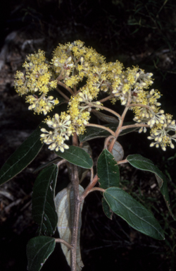 APII jpeg image of Pomaderris lanigera  © contact APII