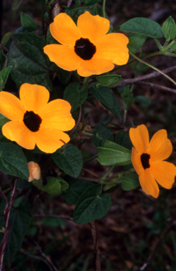 APII jpeg image of Thunbergia alata  © contact APII