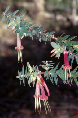 APII jpeg image of Styphelia psiloclada  © contact APII