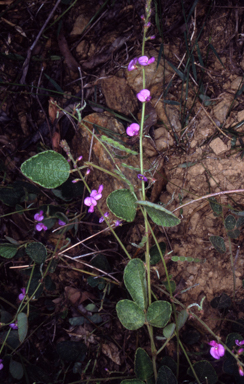 APII jpeg image of Desmodium rhytidophyllum  © contact APII