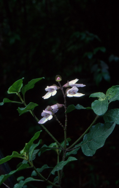 APII jpeg image of Prostanthera prunelloides  © contact APII
