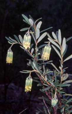 APII jpeg image of Leionema ralstonii  © contact APII