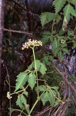 APII jpeg image of Cayratia clematidea  © contact APII