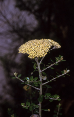 APII jpeg image of Ozothamnus obcordatus  © contact APII
